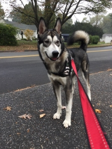 Male Alaskan Malamute AKC Certified Pure Breed  Listing Image