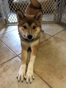 Shiba Stud Japanese Shiba Inu Listing Image