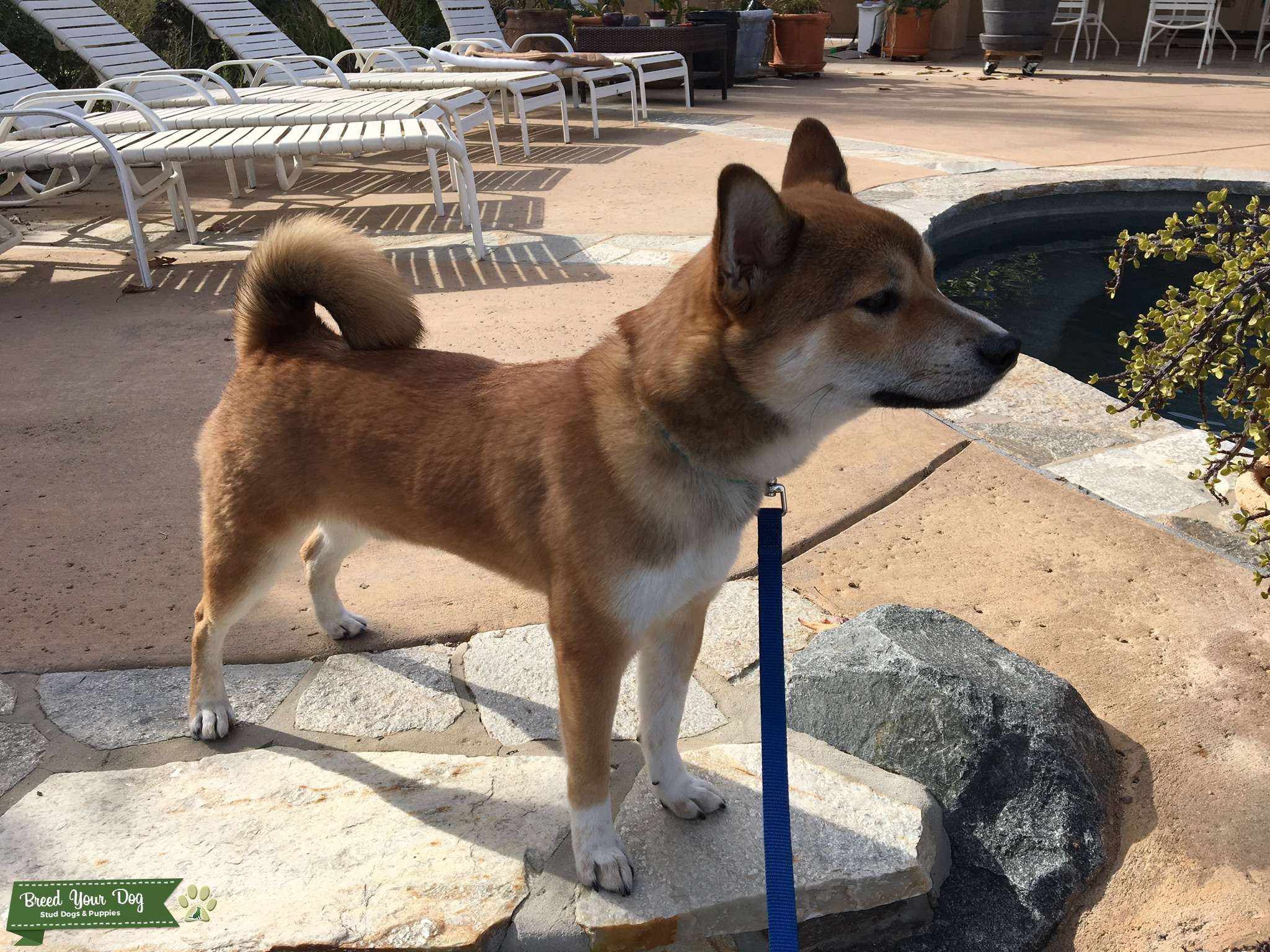 Stud Dog Shiba Stud Japanese Shiba Inu Breed Your Dog