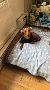 Pure Doxie looking for a female! Listing Image