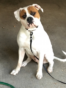 Gorgeous sweet boy Listing Image