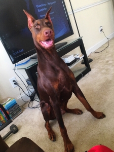 RED AND TAN DOBERMAN STUD Listing Image