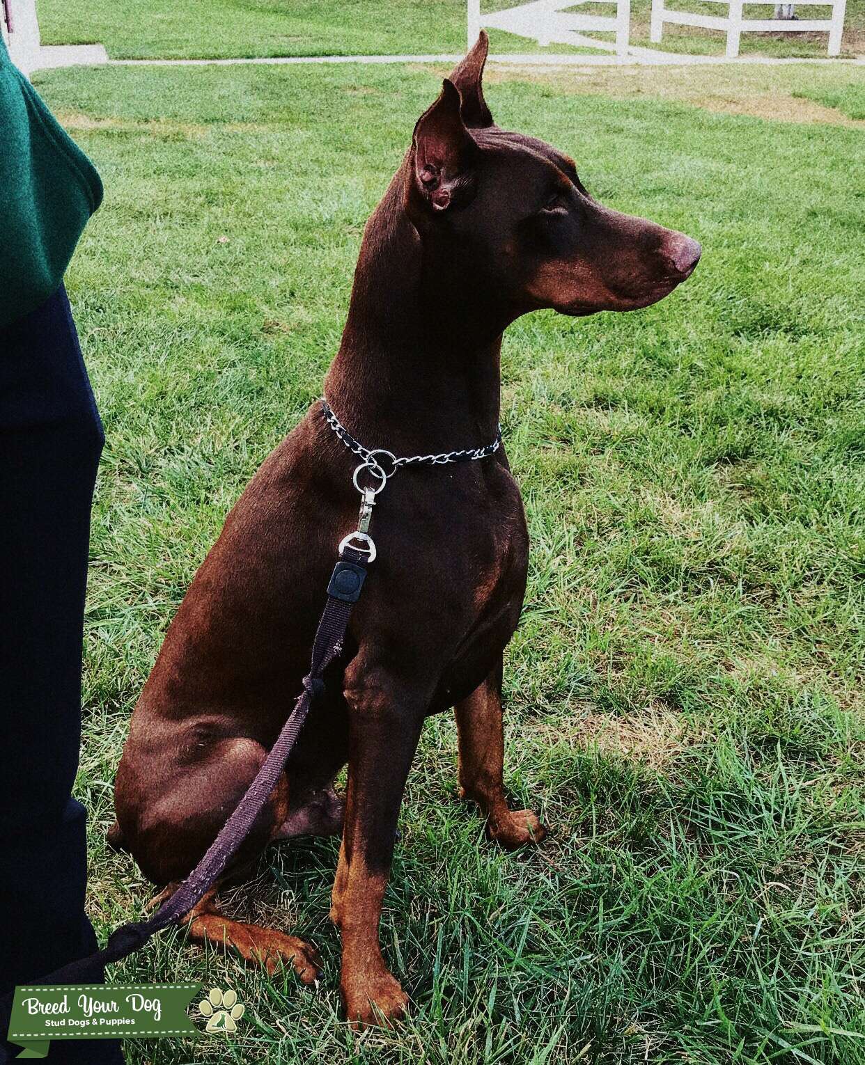 RED AND TAN DOBERMAN STUD Stud Dog in Northern VA, United States