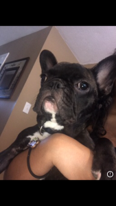 Stud French bulldog brindle  Listing Image