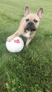 Blue fawn french bulldog Listing Image