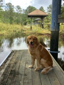 Golden retriever stud  Listing Image