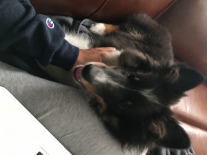 Shetland sheepdog female Listing Image
