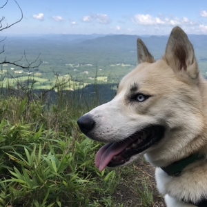 Husky Listing Image