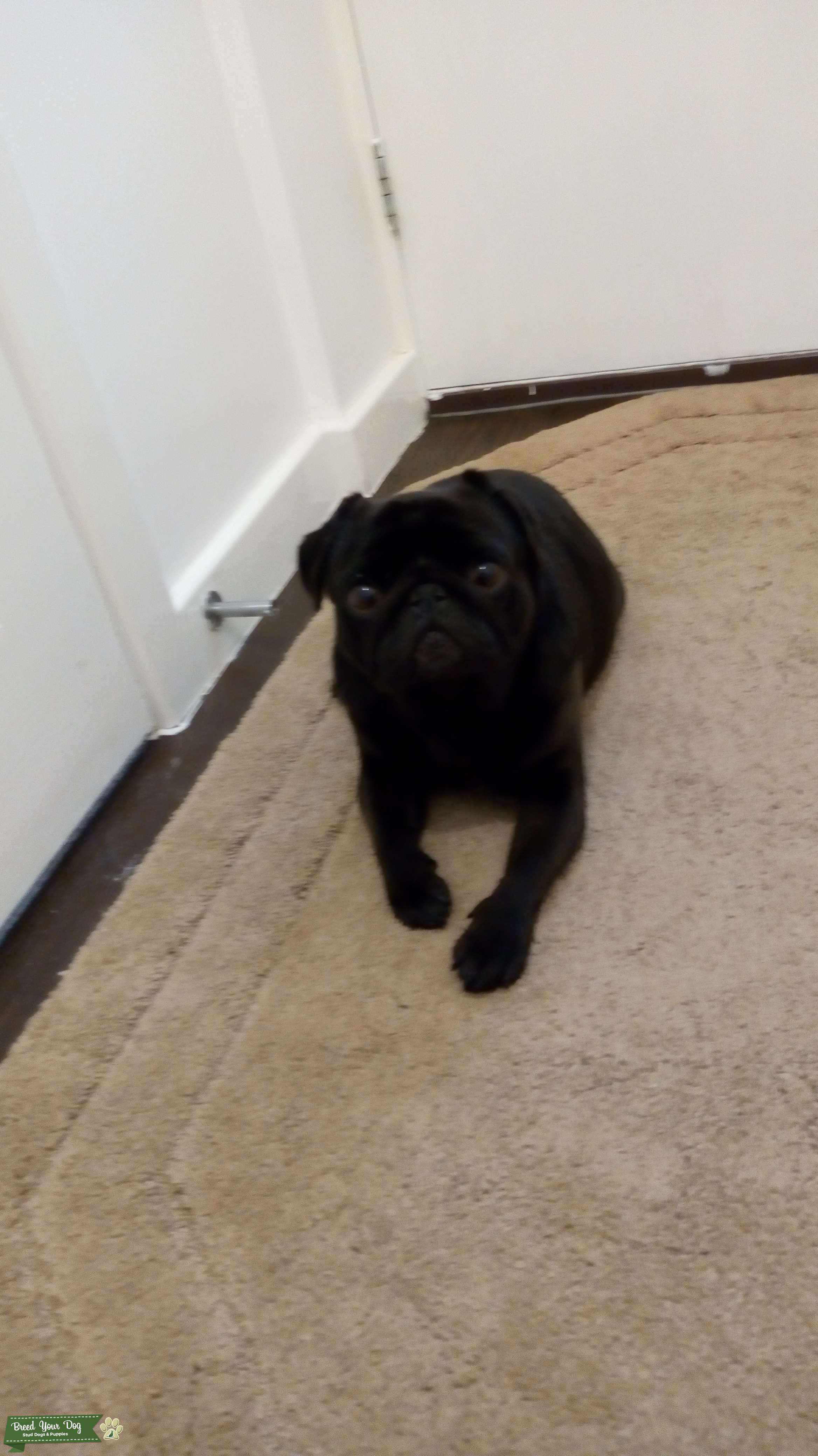 KC reg black pug with champion bloodlines Stud Dog in West Midlands