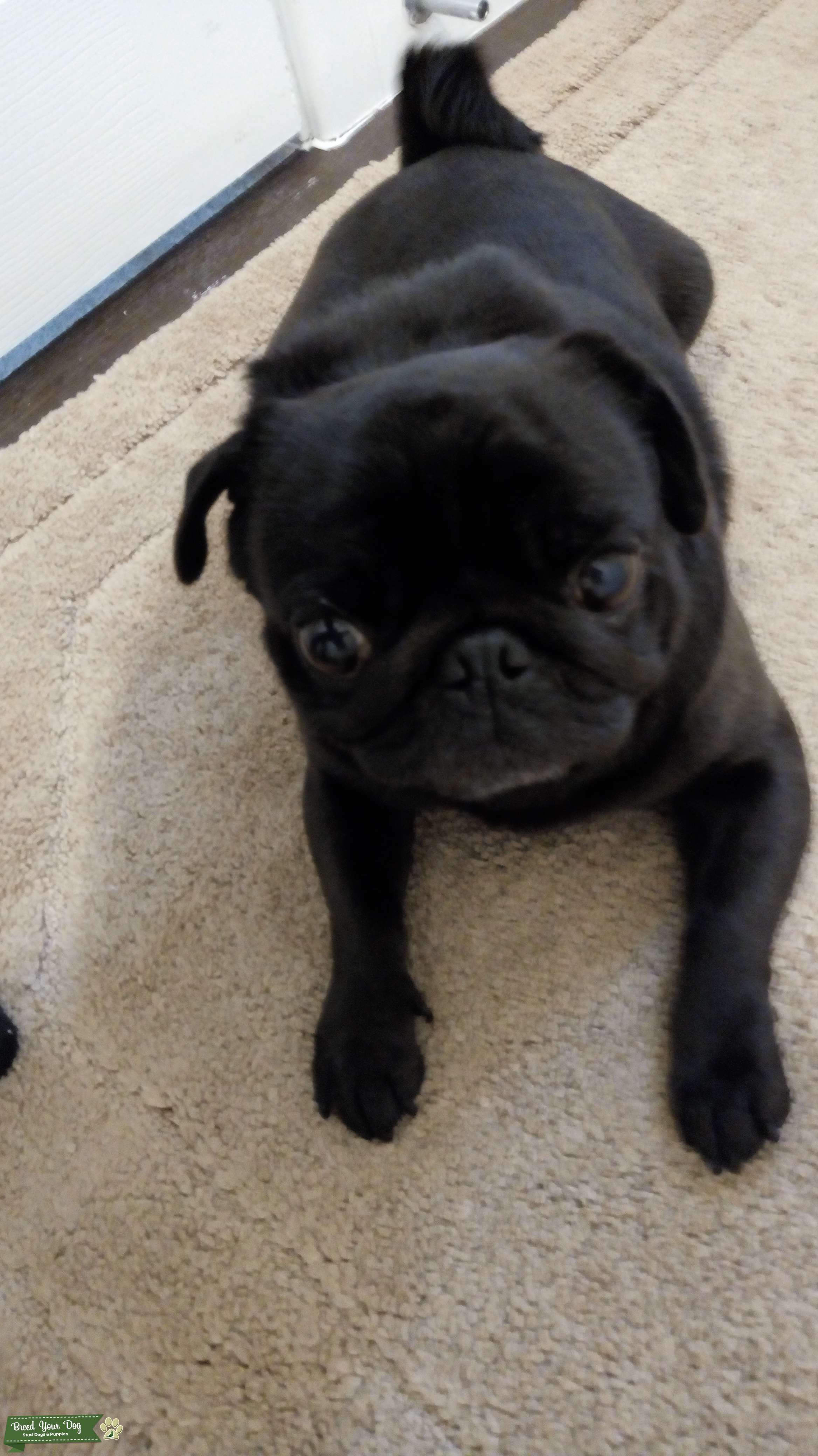 KC reg black pug with champion bloodlines Stud Dog in West Midlands