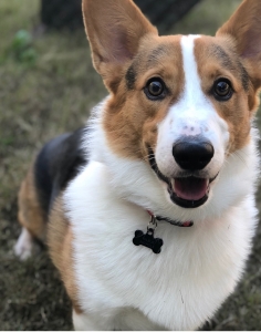 Tri-Color Male Welsh Pembroke Corgi for stud Listing Image