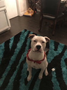 Gorgeous American stud looking for female  Listing Image