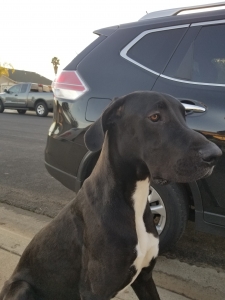 Great Dane Stud Listing Image