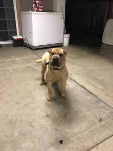 Gold Shar Pei  Listing Image