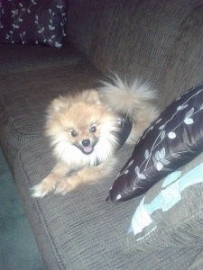 3 year old Pomeranina  Listing Image