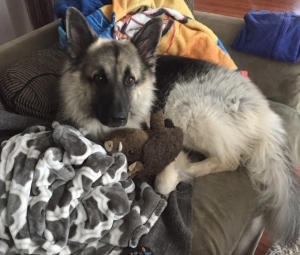 German Shepherd looking for mate. Listing Image