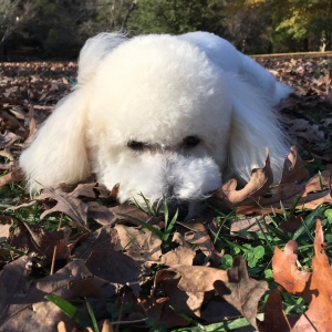 Cream Poochon Listing Image