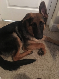 German Shepherd pure bred male Listing Image