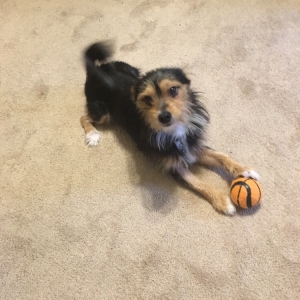 Young Male Pup Looking to Mate Listing Image