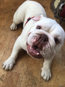 English Bulldog Stud Listing Image