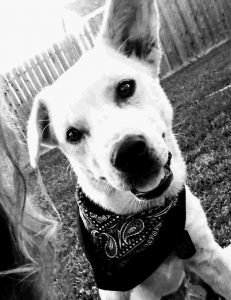 Handsome Labrador/Husky mix  Listing Image