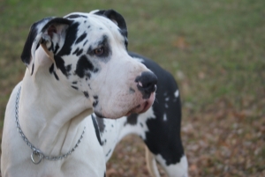 AKC Great Dane Stud Listing Image