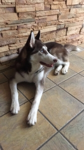 Brown/Red Siberian Husky Listing Image