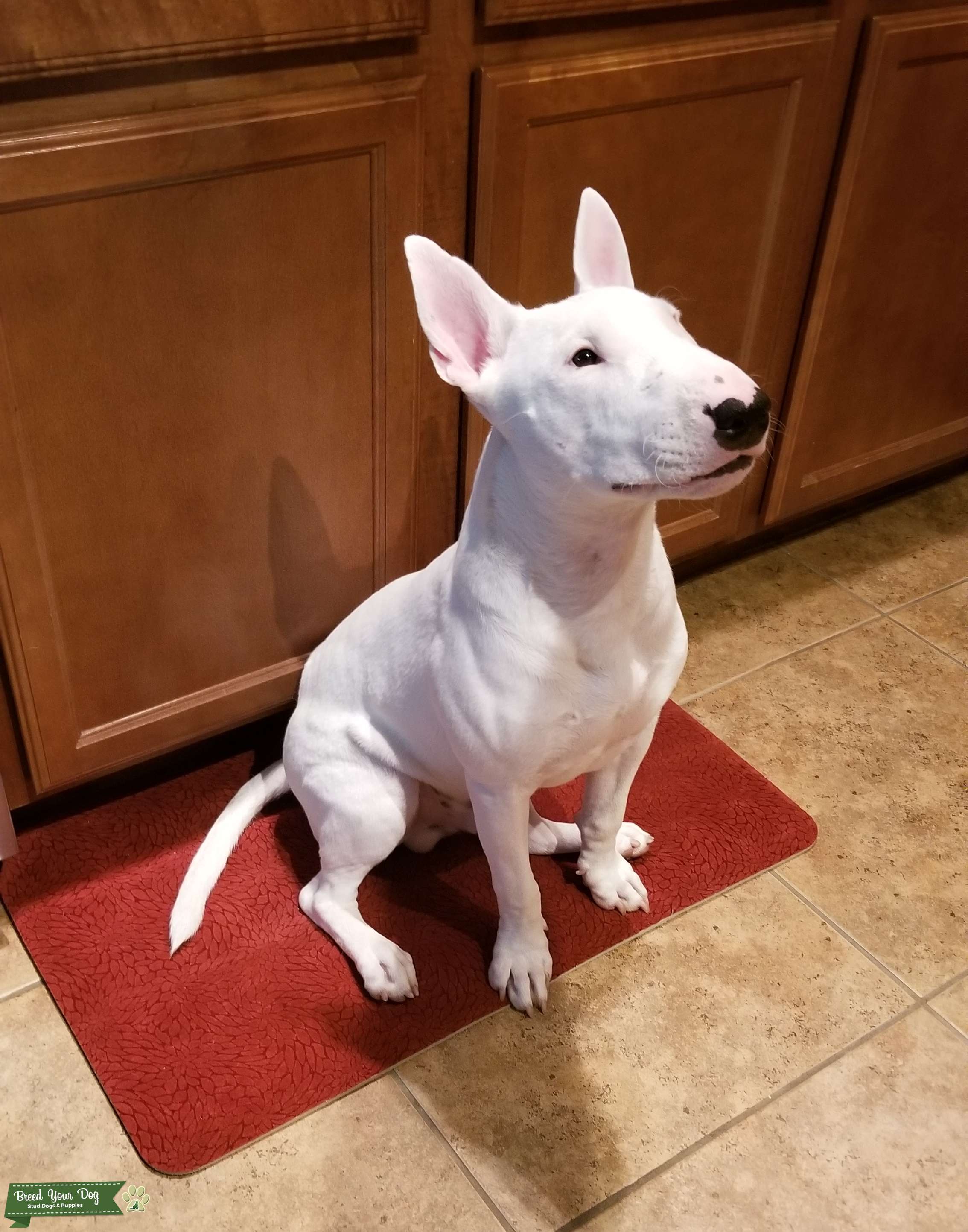 Bull Terrier Stud Stud Dog in Surprise, Arizona, the United States
