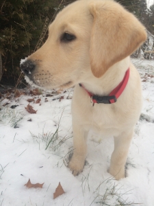 Stud yellow lab  Listing Image