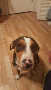 Corky mutt female looking for a boyfriend Listing Image