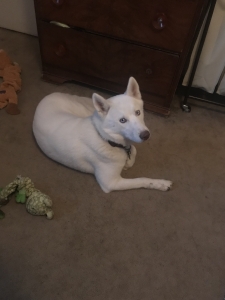 Siberian Husky  Listing Image