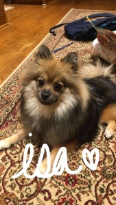 Wolf Sable Pom Listing Image