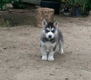 AKC Siberian-Husky Listing Image