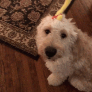 Looking to breed my male goldendoodle  Listing Image