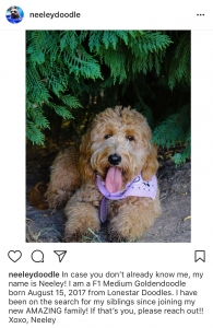 F1 Medium Goldendoodle Listing Image