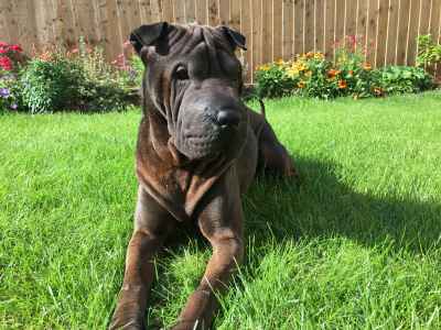 shar pei stud dog