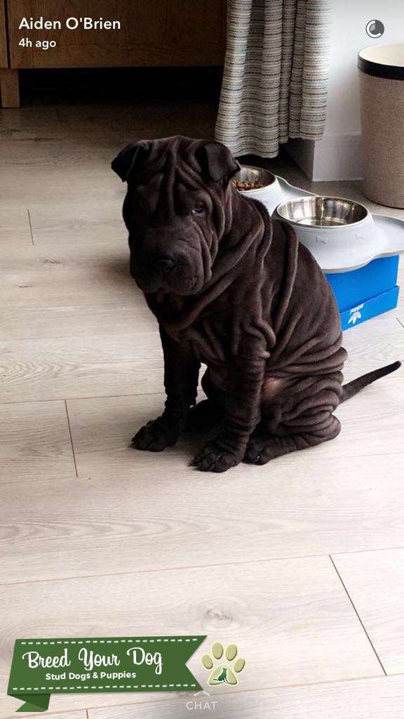 Beautiful blue Shar Pei for Stud Stud Dog in Kent , the United States