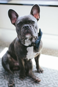 Grey French bulldog  Listing Image