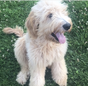 Beautiful Goldendoodle Stud Listing Image