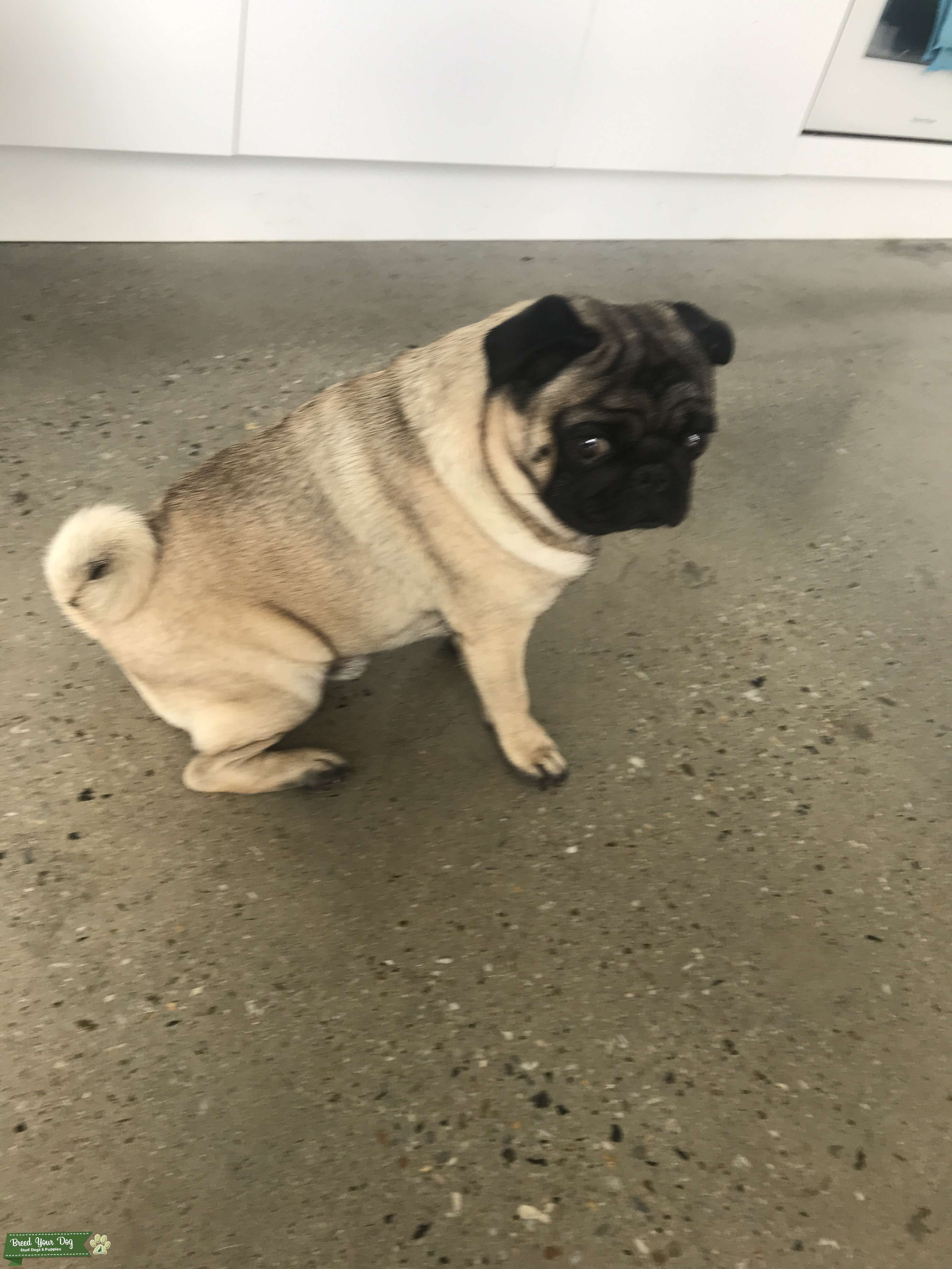 Stud pug champion blood line Stud Dog in Brisbane qld, the United