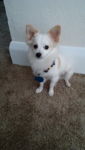 White/Apricot Yorkie/Maltipoo mix Listing Image
