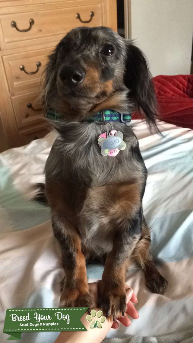 CKC DachshundMiniature Stud Dog in Jackson Purchase, the United