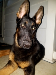 Male german shepherd looking for female to breed with Listing Image