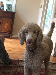 Apricot Poodle Male Listing Image