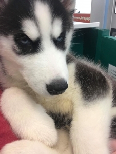 Siberian  Husky  Listing Image