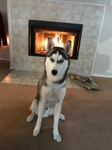 CKC certified Siberian husky looking for female Listing Image