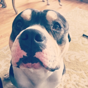 Tri color American Bully for Stud  Listing Image
