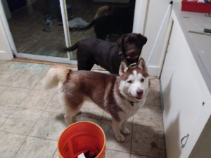 AKC Siberian Husky Stud Listing Image