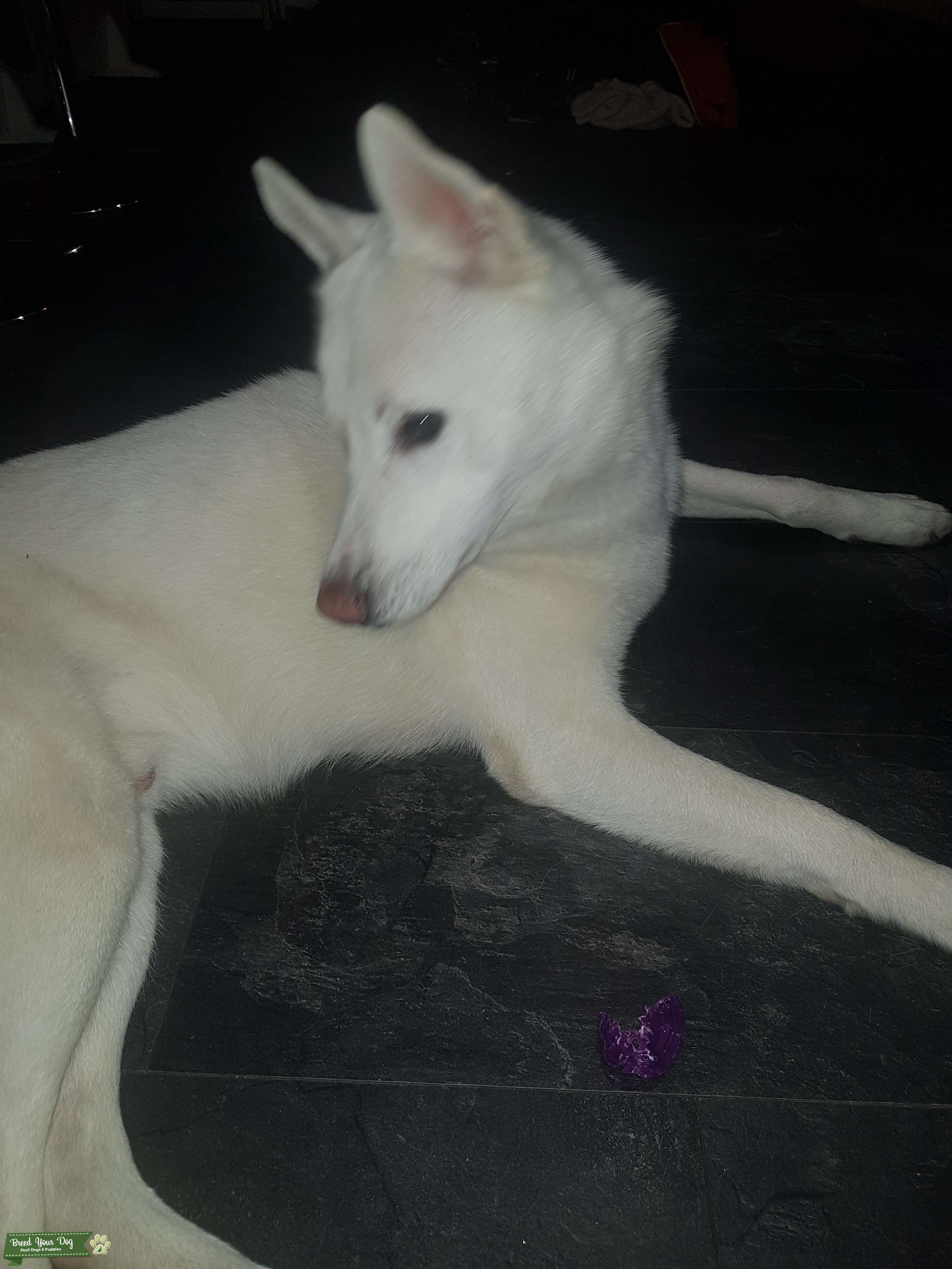 White husky for stud Stud Dog in Kent, the United States Breed Your Dog
