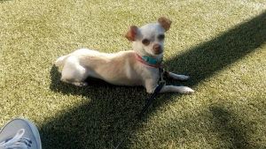 Looking to get my dog impregnated Listing Image